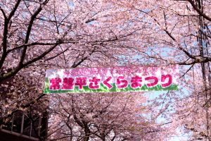 さくらまつり